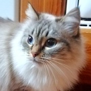 Авелина Петрова